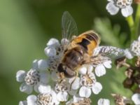 Eristalis arbustorum Karlarp 1-124, Tjörnarp, Höör, Skåne, Sweden 20230916_0195