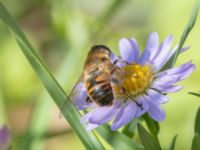 Eristalis tenax Karlarp 1-124, Tjörnarp, Höör, Skåne, Sweden 20230916_0158