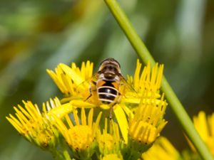 Eristalis cryptarum - Myrslamfluga