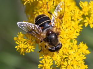 Eristalis interrupta - Fältslamfluga