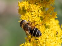 Eristalis interrupta Lilla Vittsjö, Vittsjö, Hässleholm, Skåne, Sweden 20230916_0198