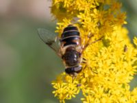 Eristalis interrupta Lilla Vittsjö, Vittsjö, Hässleholm, Skåne, Sweden 20230916_0199