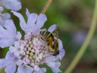 Eristalis lineata Södra Sandby, Lund, Skåne, Sweden 20150902_0038