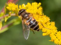 Eristalis pertinax Vesums mosse, Staffanstorp, Skåne, Sweden 20220912_0011