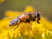 Eristalis pertinax Vesums mosse, Staffanstorp, Skåne, Sweden 20220912_0015