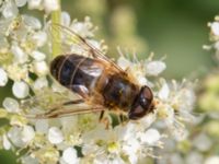 Eristalis pertinax Vesums mosse, Staffanstorp, Skåne, Sweden 20220912_0019