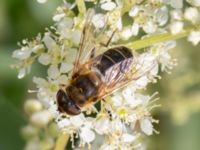 Eristalis pertinax Vesums mosse, Staffanstorp, Skåne, Sweden 20220912_0020