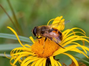 Eristalis tenax - Storslamfluga