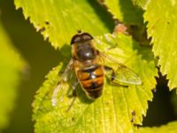 Eristalis tenax Badplatsen, Klagshamns udde, Malmö, Skåne, Sweden 20240922_0001