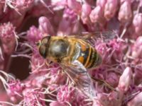 Eristalis tenax Karlarp 1-124, Tjörnarp, Höör, Skåne, Sweden 20230916_0181