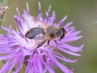 Eristalis tenax Lilla kalkbrottet, Klagshamns udde, Malmö, Skåne, Sweden 20230814_0142