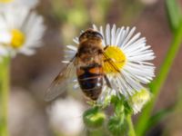 Eristalis tenax Rivningstomt Kämnärsvägen, Lund, Skåne, Sweden 20230921_0009