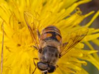 Eristalis tenax Tygelsjöbäckens mynning, Tygelsjö ängar, Malmö, Skåne, Sweden 20230923_0020