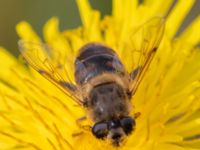 Eristalis tenax Tygelsjöbäckens mynning, Tygelsjö ängar, Malmö, Skåne, Sweden 20230923_0022