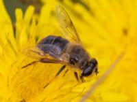 Eristalis tenax Tygelsjöbäckens mynning, Tygelsjö ängar, Malmö, Skåne, Sweden 20230923_0024