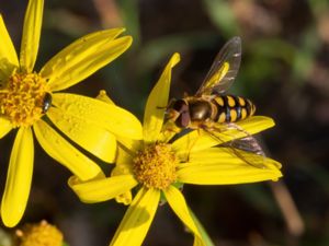 Eupeodes luniger - Månfältblomfluga