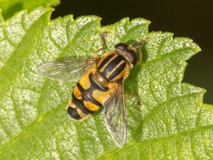 Helophilus affinis - Mörk kärrblomfluga