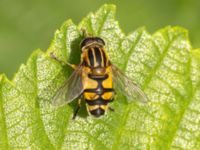 Helophilus affinis Lilla dammen, Pildammsparken, Malmö, Skåne, Sweden 20240717_0104