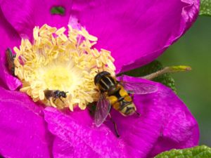 Helophilus hybridus - Större kärrblomfluga