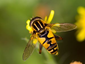 Helophilus pendulus - Pendelblomfluga