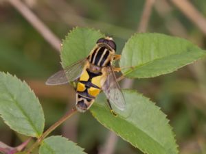 Helophilus trivittatus - Ljus kärrblomfluga