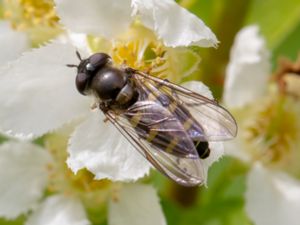 Melangyna lasiophthalma - Hårig flickblomfluga