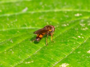 Melanostoma mellinum - Kort gräsblomfluga