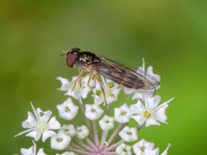 Melanostoma scalare - Lång gräsblomfluga