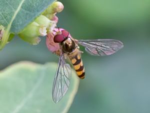 Meliscaeva cinctella - Bandflickblomfluga