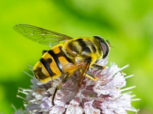 Myathropa florea - Dödskallefluga