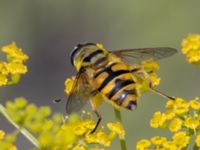 Myathropa florea Utfyllnaden Oljesjön, Norra hamnen, Malmö, Skåne, Sweden 20230730_0085