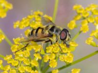 Myathropa florea Utfyllnaden Oljesjön, Norra hamnen, Malmö, Skåne, Sweden 20230730_0093