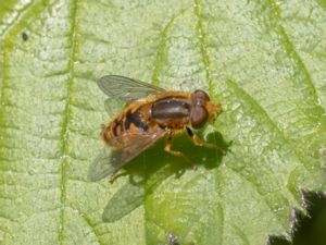 Parhelophilus versicolor - Gul strandblomfluga