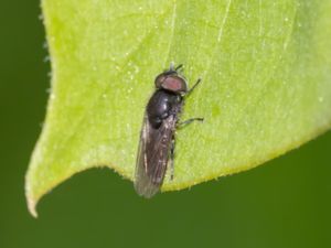 Pipizella viduata - Lång rotlusblomfluga