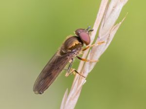 Platycheirus albimanus - Silverfotblomfluga