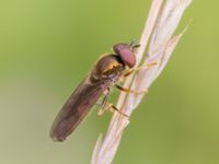 Platycheirus albimanus St Pauli södra kyrkogård, Malmö, Skåne, Sweden 20230721_0162