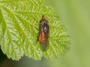 Rhingia campestris - Ängsnäbbfluga