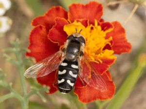 Scaeva pyrastri - Pied Hoverfly - Vit glasvingefluga