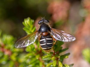 Sericomyia lappona - Lapptorvblomfluga