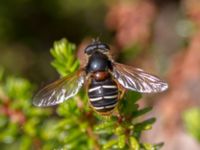 Sericomyia lappona Vounajåkka, Jukkasjärvi, Kiruna, Torne lappmark, Lappland, Sweden 20150710_0103