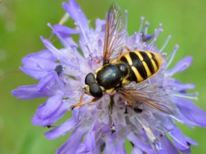 Sericomyia silentis - Common Bog Hoverfly - Ljungtorvblomfluga