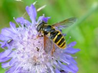 Sericomyia silentis Mulasjön, Osby, Skåne, Sweden 20200731_0167