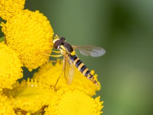 Sphaerophoria batava - Lesser Banded Globetail - Sandsländfluga