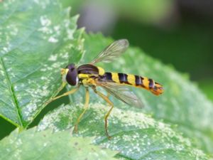 Sphaerophoria scripta - Long Hoverfly - Taggsländfluga