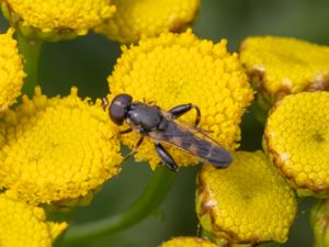 Syritta pipiens - Thick-legged Hoverfly - Kompostblomfluga