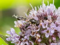 Syritta pipiens Djungelparken, Bunkeflostrand, Malmö, Skåne, Sweden 20220802_0125