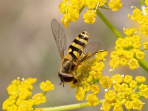 Syrphus ribesii - Gul solblomfluga