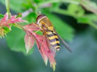 Syrphus ribesii Banvallen Blå kiosken, Ribersborg, Malmö, Skåne, Sweden 20230715_0178