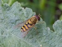 Syrphus ribesii NV grandungen, Toarp, Malmö, Skåne, Sweden 20230726_0112