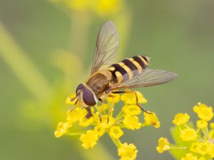 Syrphus torvus - Hårig solblomfluga